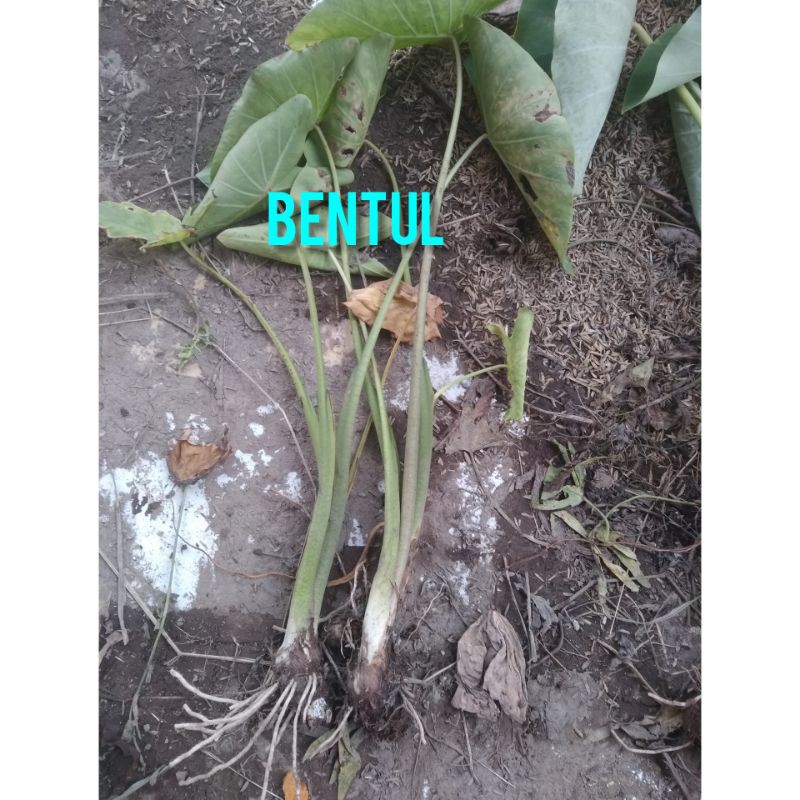 Bibit talas Bogor bentul