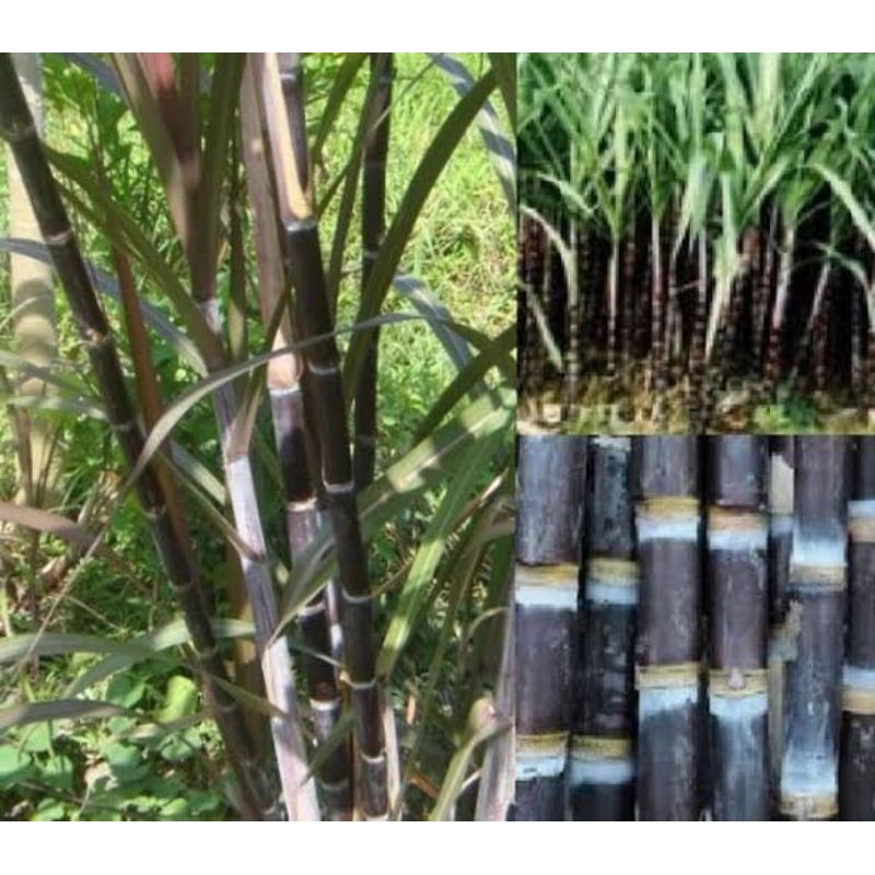 tebu hitam manis tebu ireng manis terbaik bibit tebu ireng