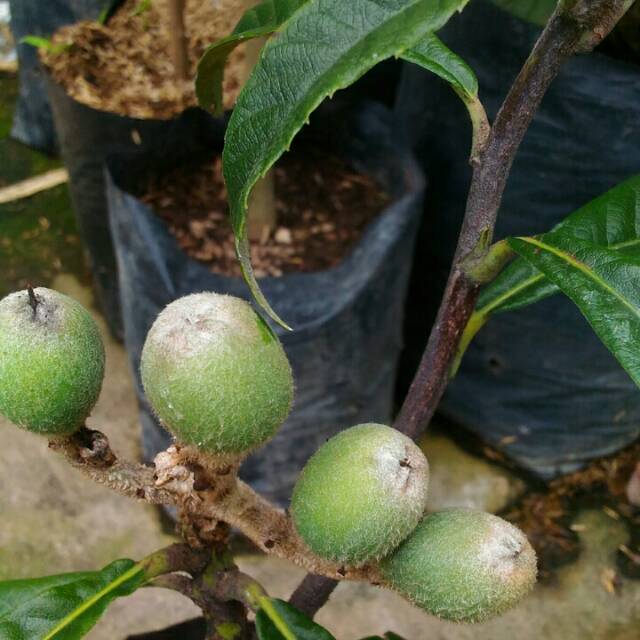 Bibit Buah Luquat /Buah Biwa
