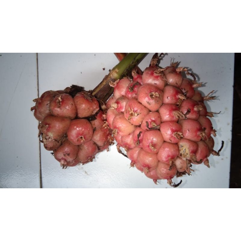 

BUAH HONJE