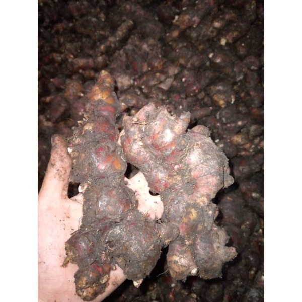 JAHE MERAH PILIHAN RIMPANG BESAR 1KG