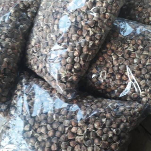 

Biji Kelor Gundul tanpa sayap