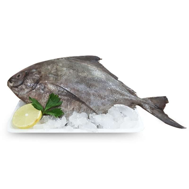 

Ikan Bawal Laut / Pack