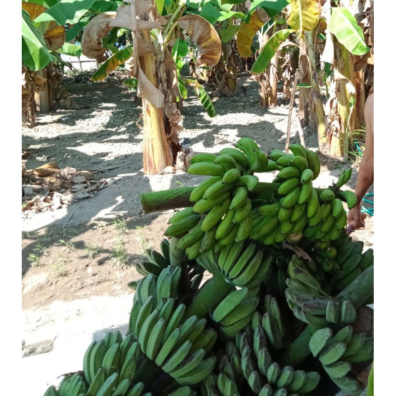 

pisang kepok