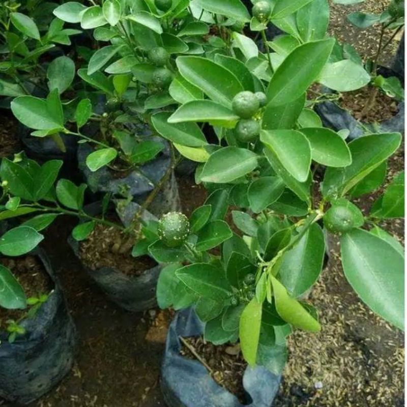 

Bibit Jeruk Limau / Sambal Murah Buatan Sendiri