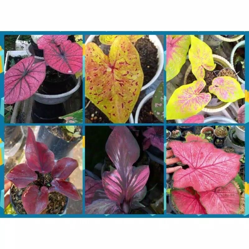paket 6 bonggol caladium / keladi hias