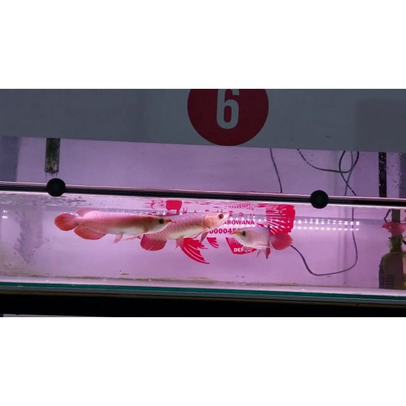 arwana super red promo gen merah