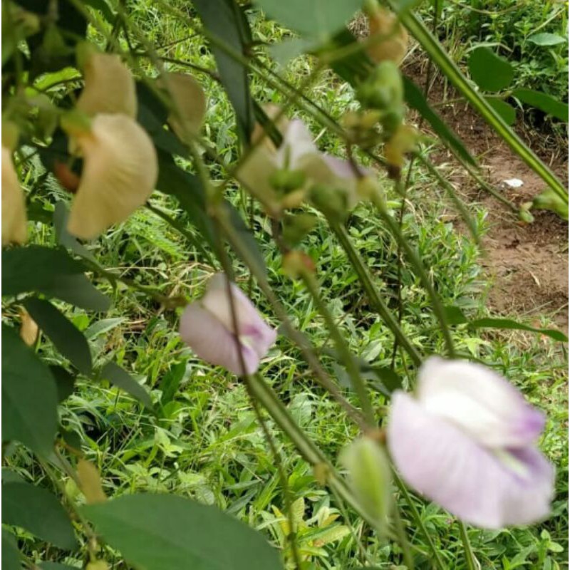 

bunga Telang ungu atau CLITORIA GLANDIPORA pres segar