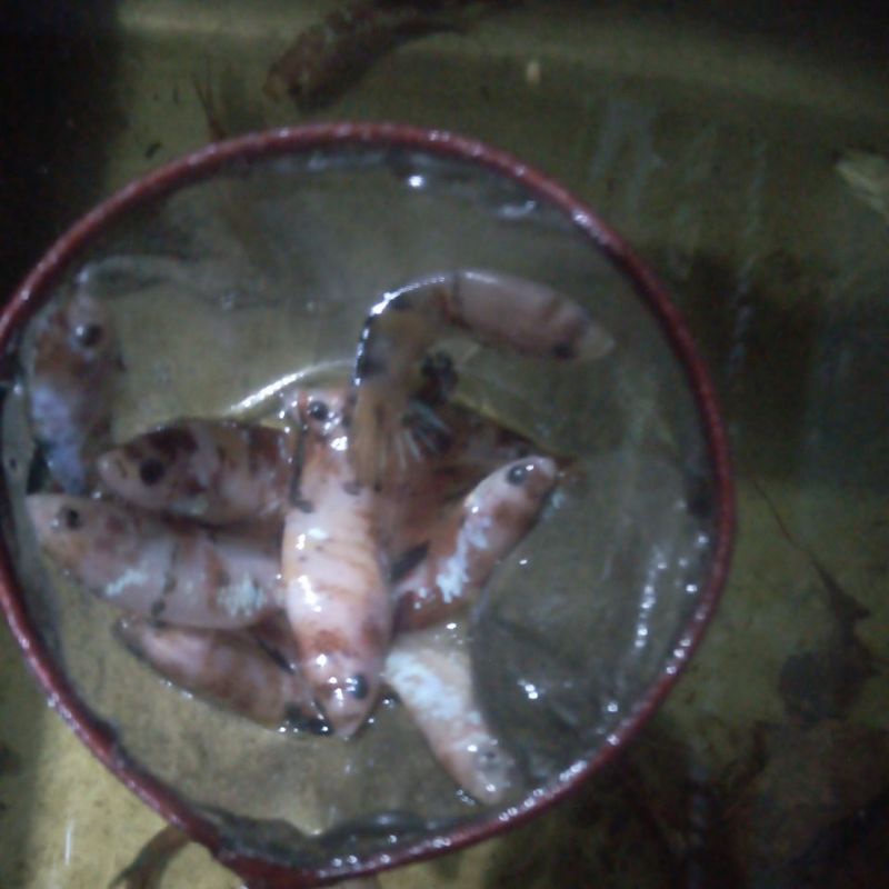 cupang. multi. nemo. plakat.