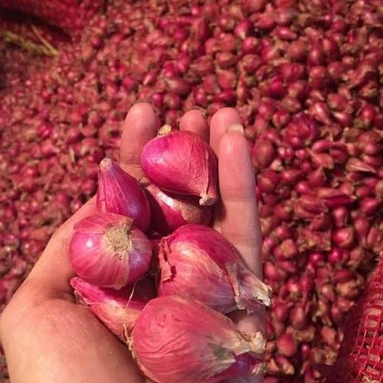 

=====] bawang merah brebes super 1kg