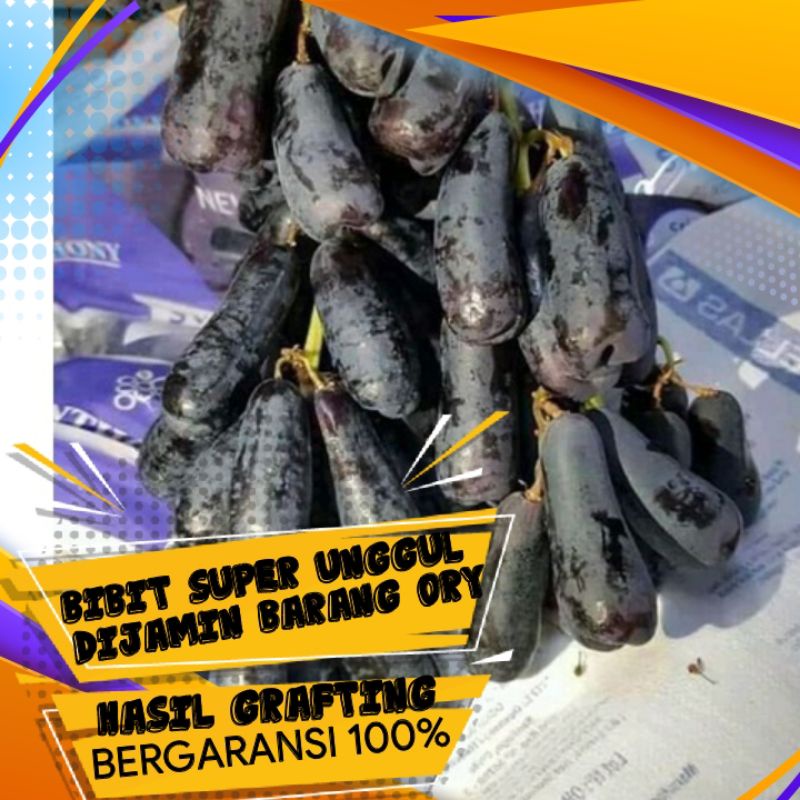 BIBIT ANGGUR IMPORT MOONDROP SUPER PANJANG SUPER HITAM