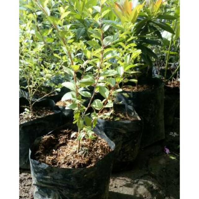 Bibit pohon bidara arab sidr