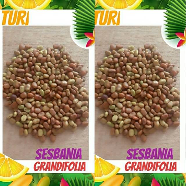 Benih Biji Turi 1 Kg