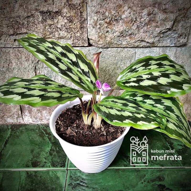 Tanaman hias calathea merak