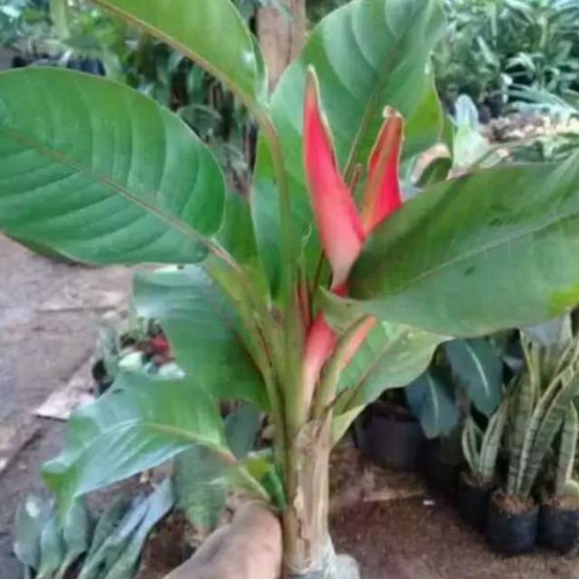 Tanaman hias pisang pisangan Bali tanaman hias bunga merah