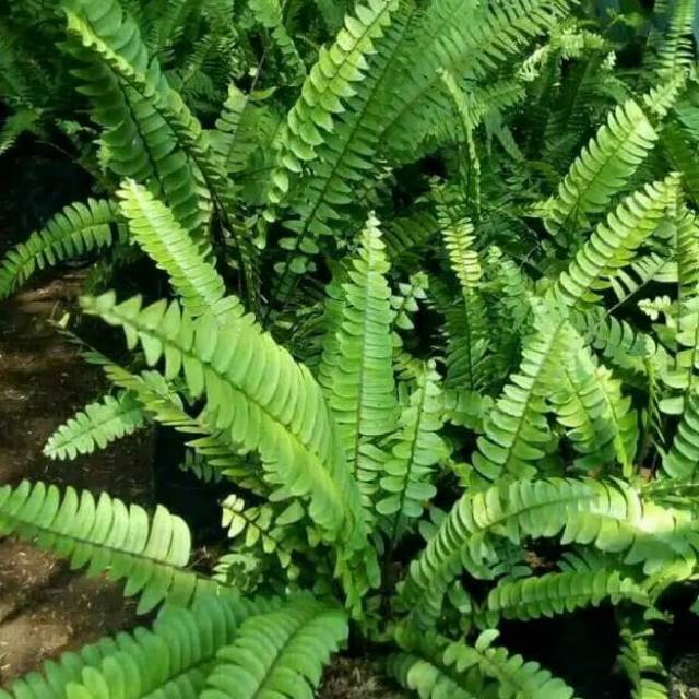 Tanaman hias pakis kelabang Shopee Indonesia Tanaman hias pakis kelabang Shopee Indonesia
