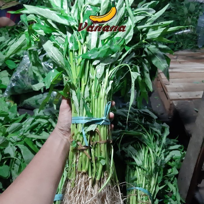 

VANANA Sayur Kangkung Akar 1 ikat isi 5pcs