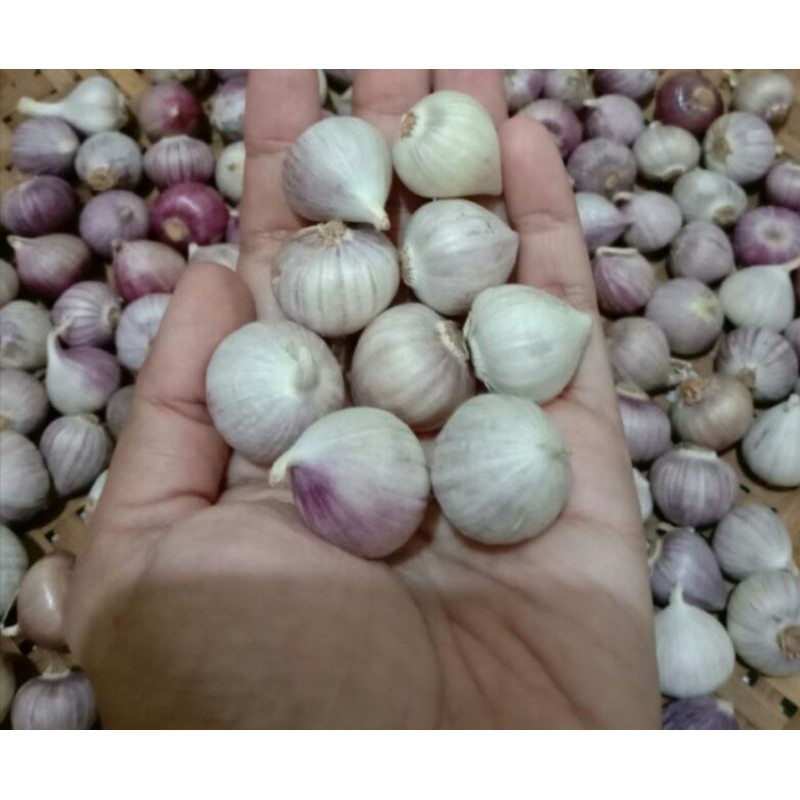 

Bawang putih tunggal bawang lanang 100 gr, 250 gr 500 gr