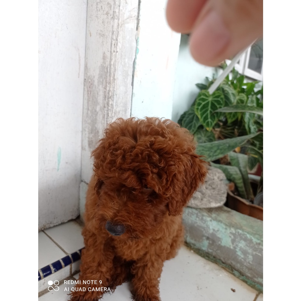 Jual anjing red toy hot sale poodle