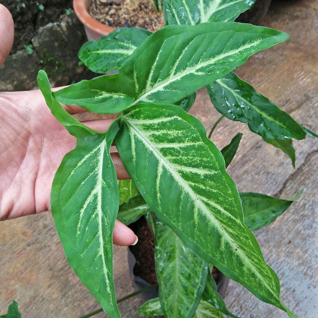 SYNGONIUM PODODHYLLUM SCHOTT TANAMAN HIAS BUNGA SYNGONIUM  FIVE FINGER VARIGATED BATIK MURAH