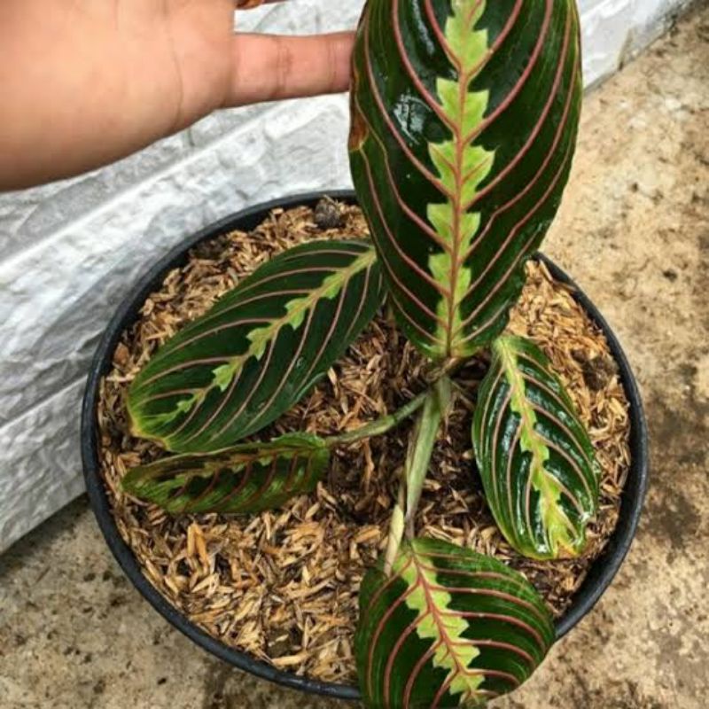 Calathea kepiting MURAH - tanaman hias calathea leuconeura - bunga murah