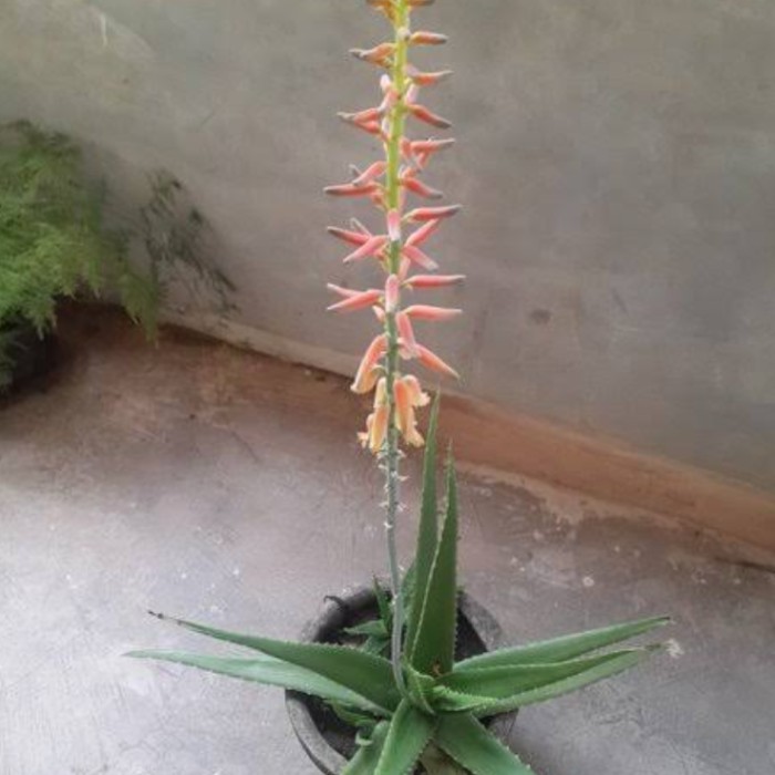 Tanaman Hias Lidah Buaya Berbunga Tanaman Lidah Buaya Shopee Indonesia