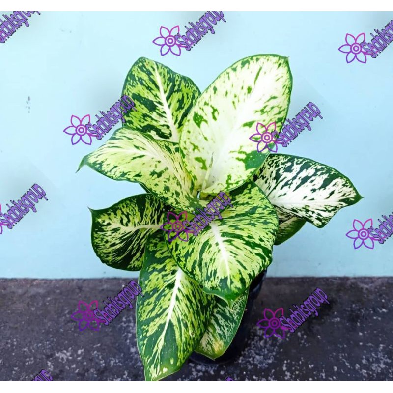 Tanaman hias aglonema anggun ayu - Tanaman hias anggun ayu