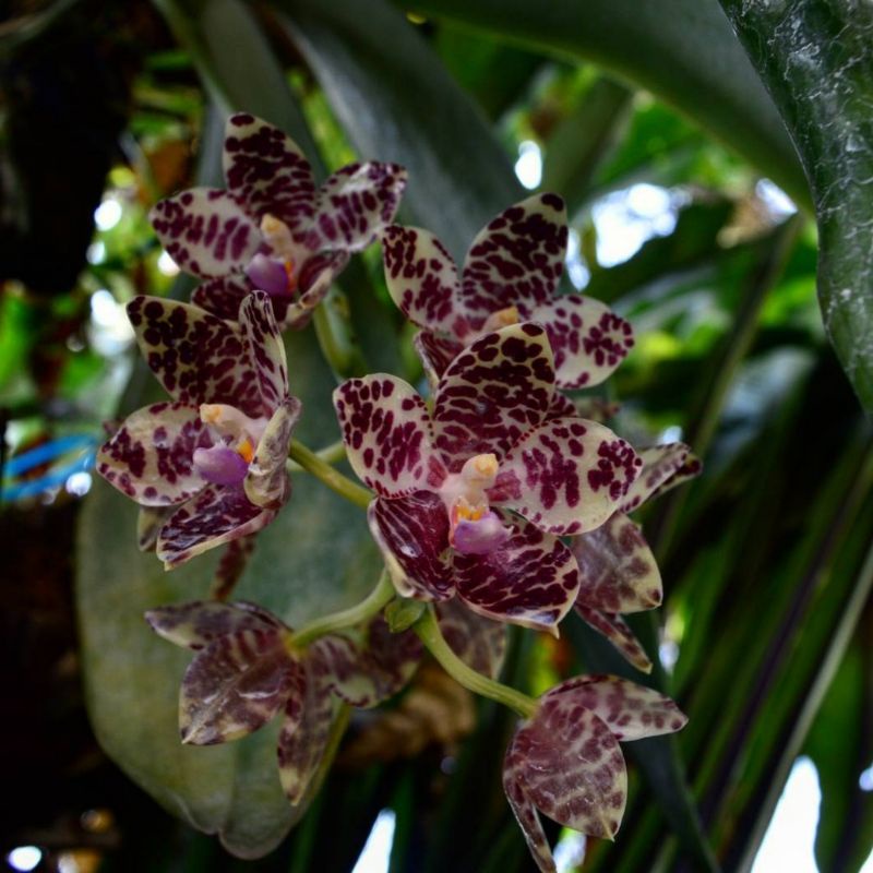 Phalaenopsis Gigantea