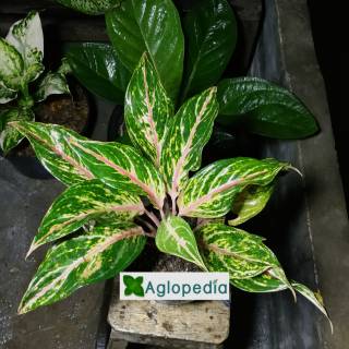 Aglo Aglaonema Lipstik Dona Carmen Shopee Indonesia