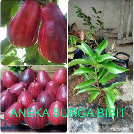 

jambu air jamaika super manis jumbo