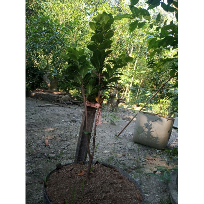 Bahan Bonsai Beringin Kompakta (jenis fikus yang paling rapat daunnya)