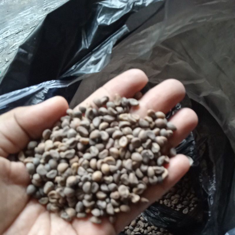 benih kangkung daun sempit