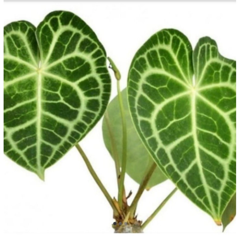 tanaman hias kuping gajah besar