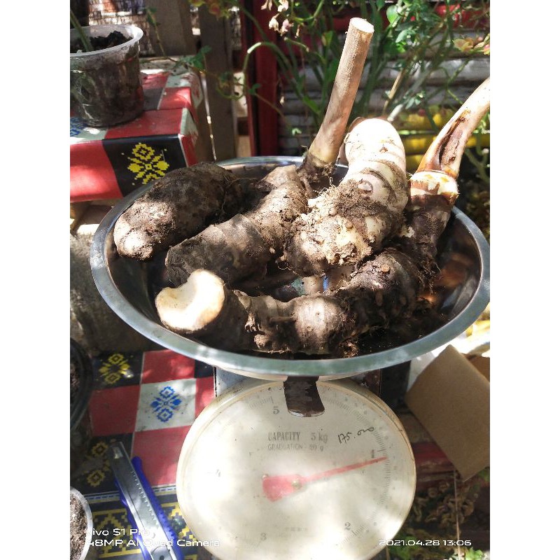special price. umbi / bonggol alocasia Jacklyn 1 kg