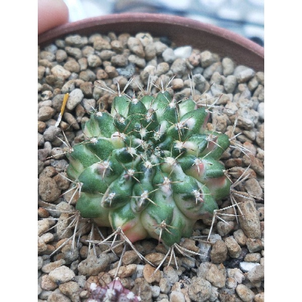 Gymno Marble  12 ribs 3.3 cm