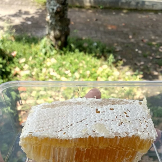 

Madu Sarang 250g