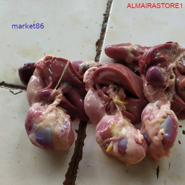 

Grosir ATI AMPELA AYAM / ATI AMPELA / 3pc murah - Market86