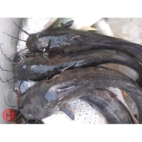 

Ikan Sembilang Laut Segar