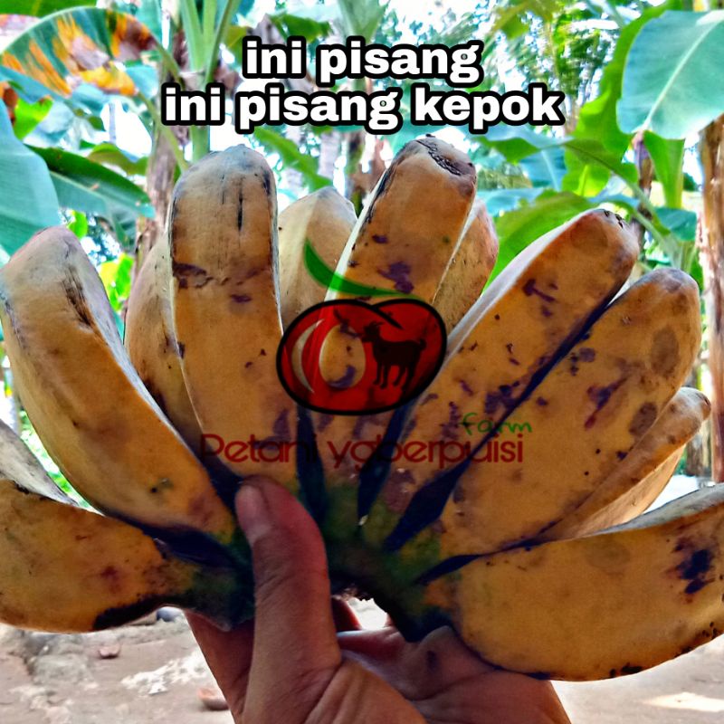 

pisang kepok 1 sisir