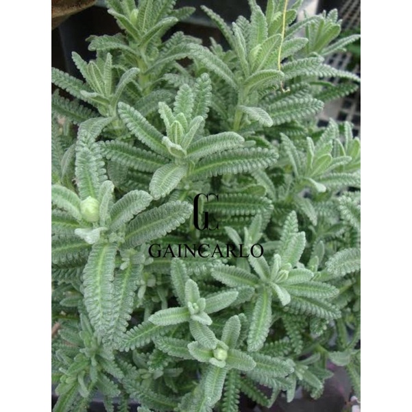 Bibit Tanaman Bunga French Lavender Perancis ASLI Anti Nyamuk