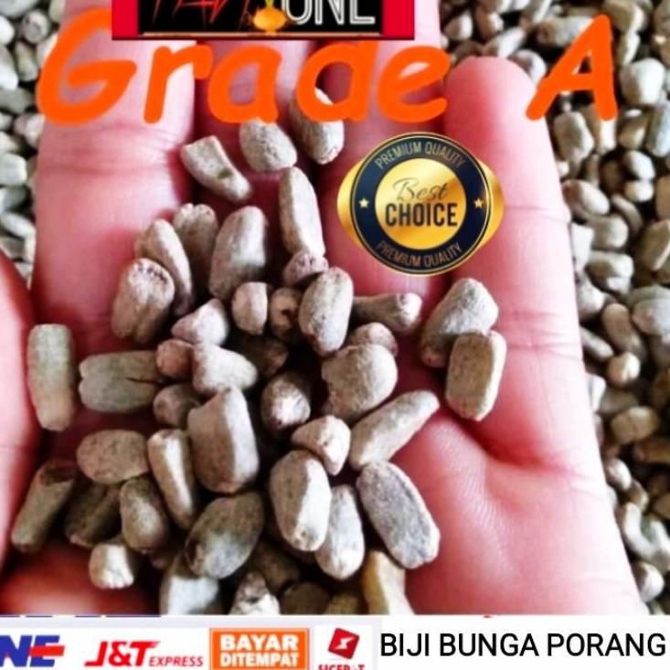 Tidak Diragukan.. bibit porang bunga spora/ biji tongkol porang / biji sepora porang netto 500 gram