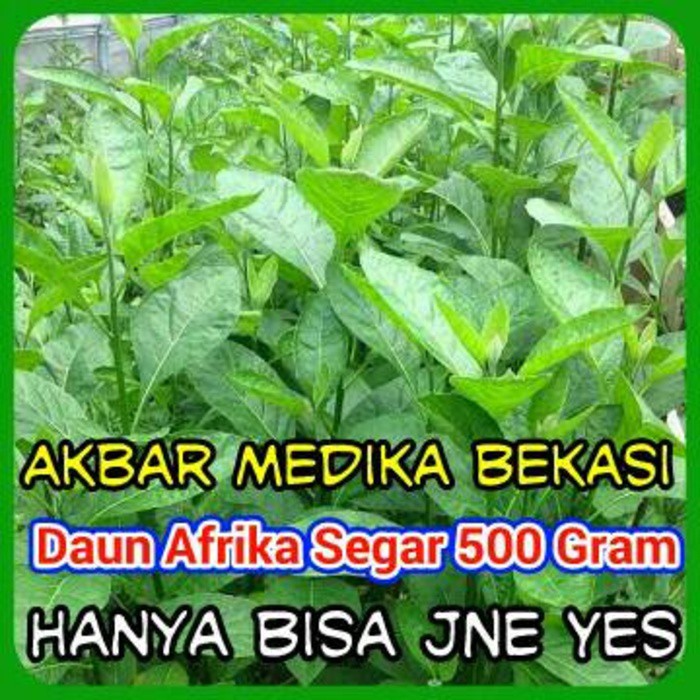 

Daun Afrika Segar 500 Gram By As