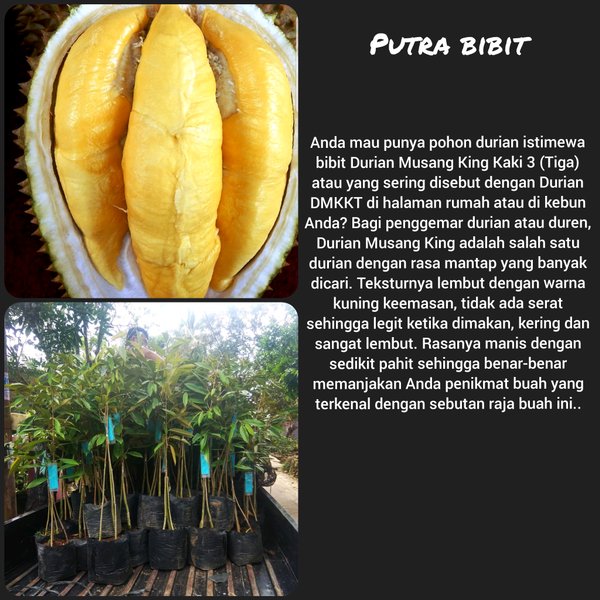 Bibit durian musangking kaki 3 tinggi 1M