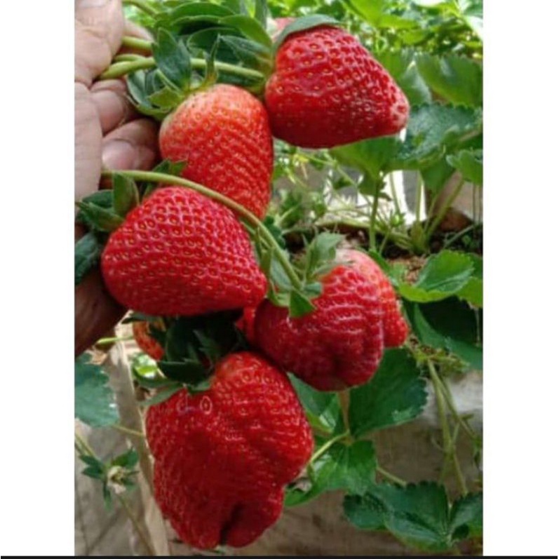 paket 20 bibit strawberry jumbo manis Giant California bibit unggulan