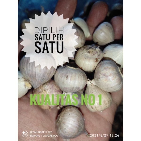 

Bawang putih tunggal 1000 gram