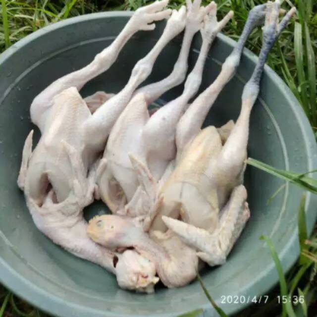

Ayam kampung. Berat 8 sampai 9 ons