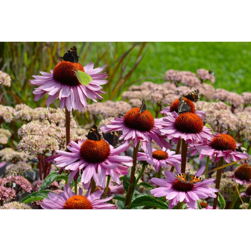 Benih Bibit Biji - Bunga Echinacea Purple Coneflower Herb Flower Seeds (Echinacea purpurea) - IMPORT