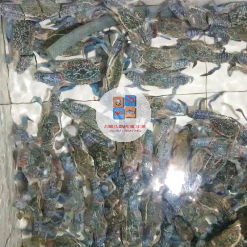 Rajungan hidup jumbo ( 3 - 4 ekor/kg)