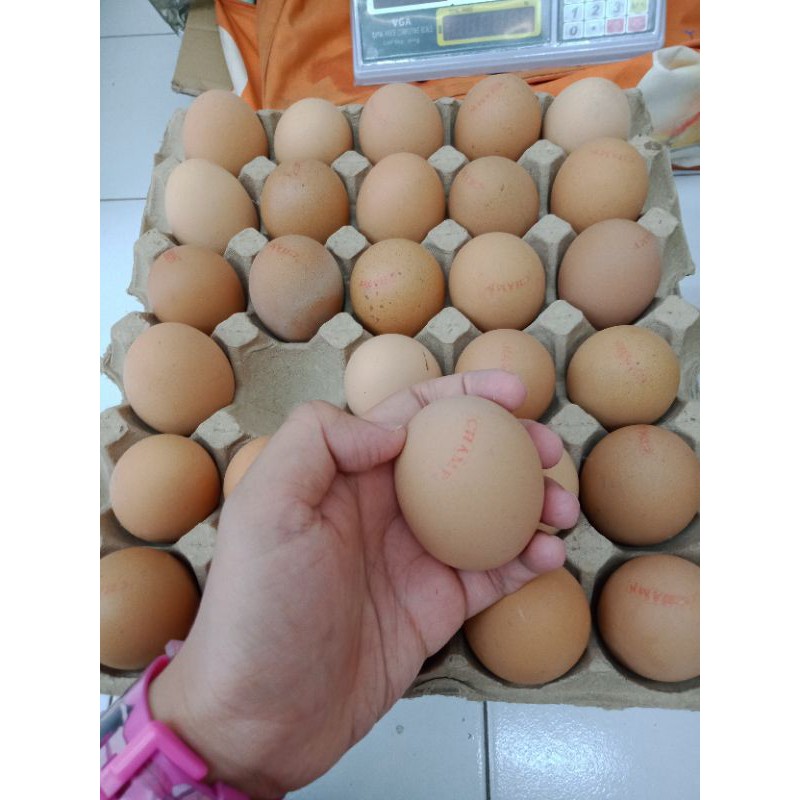 

telur omega 3