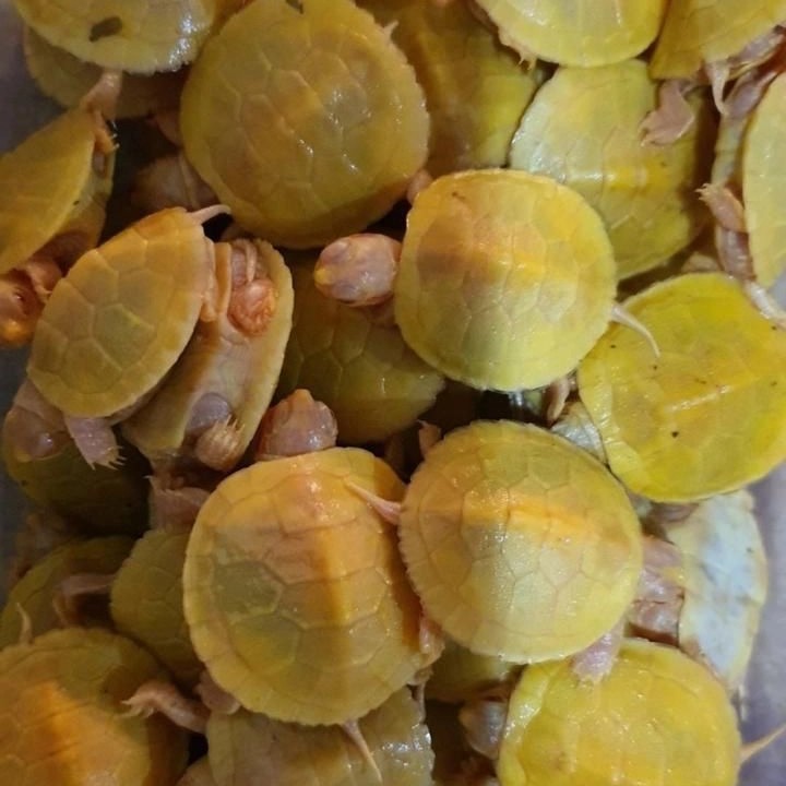 Hiasan kolam baby res albino